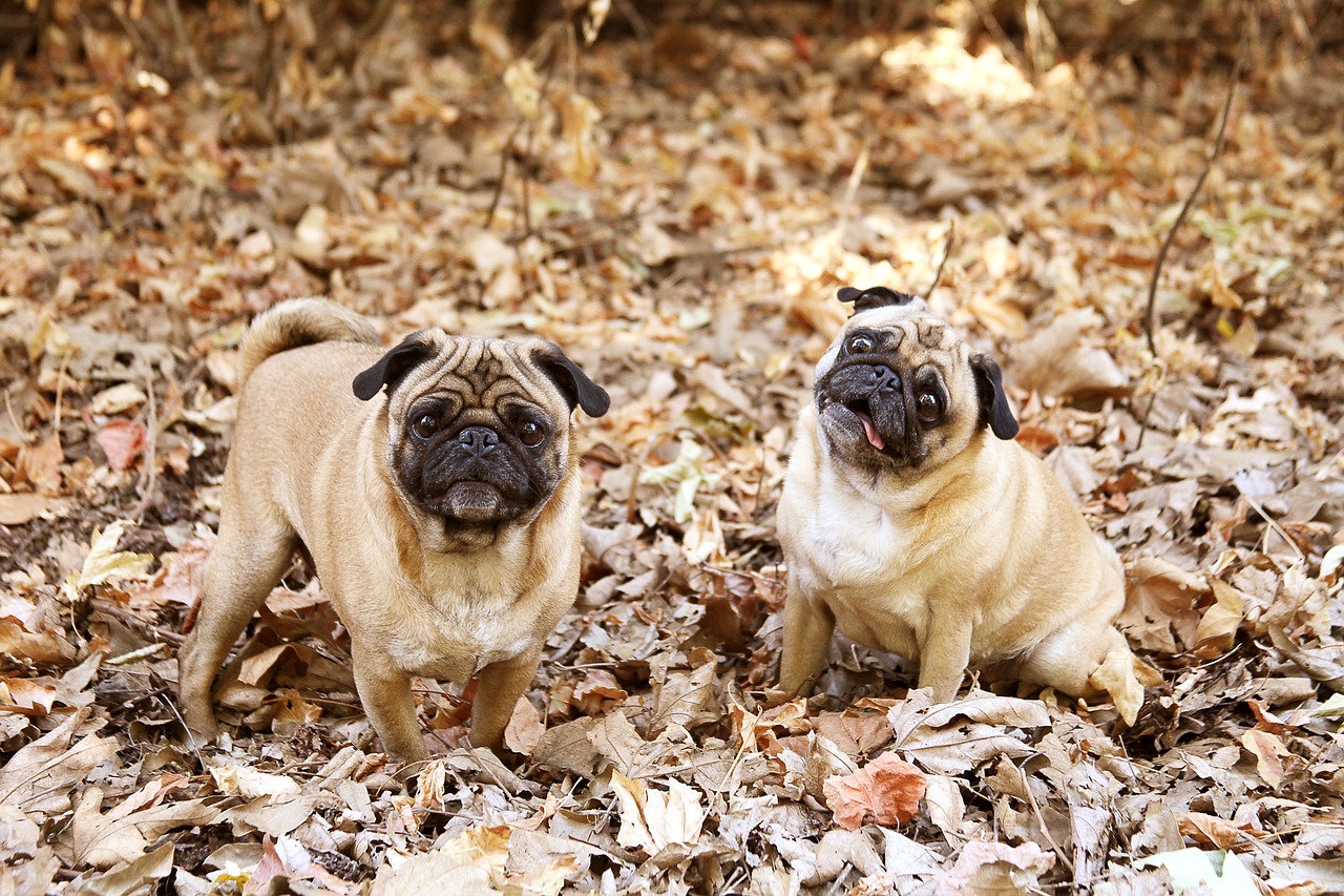 Image - pug dog cute adorable canine