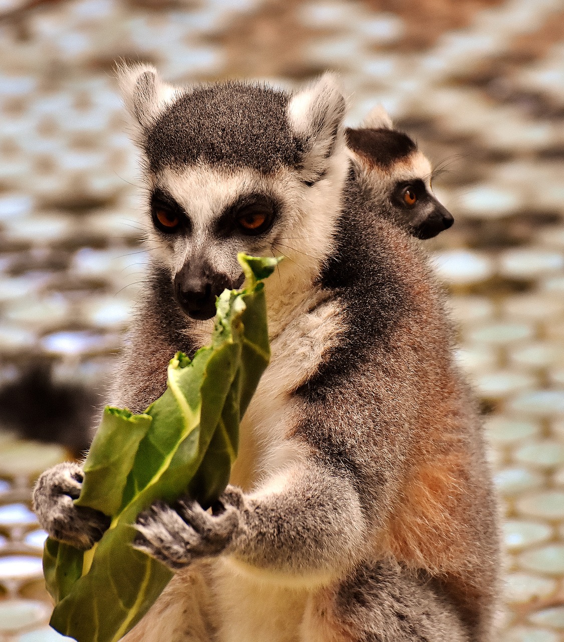 Image - monkey lemur eat mother child