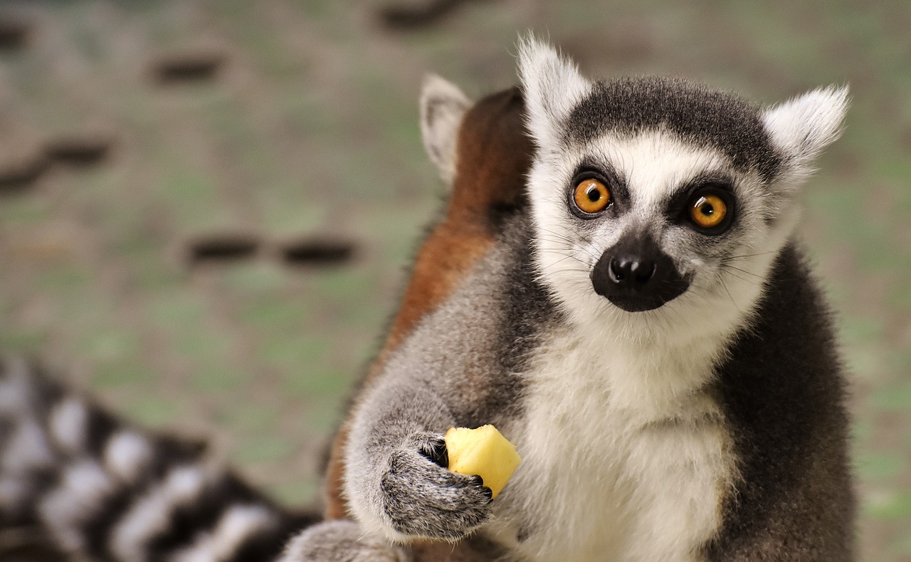 Image - monkey lemur cute eat zoo äffchen