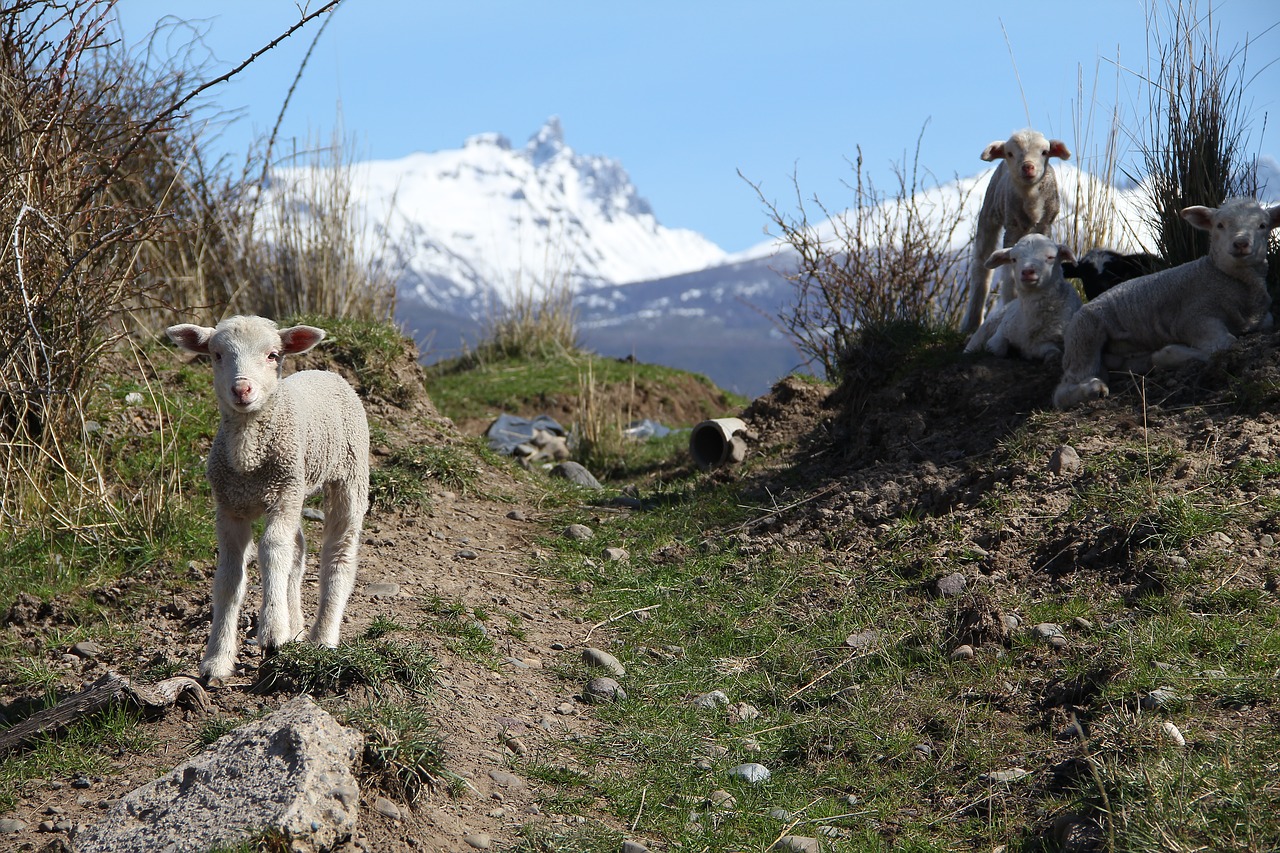 Image - sheep lamb patagonia