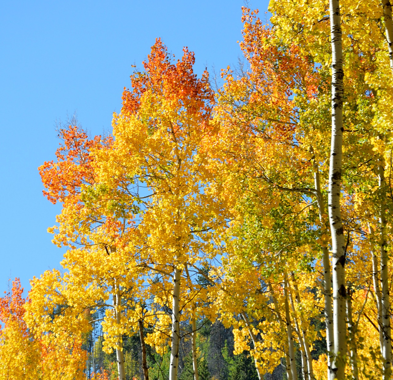 Image - aspen fall color yellow mountain