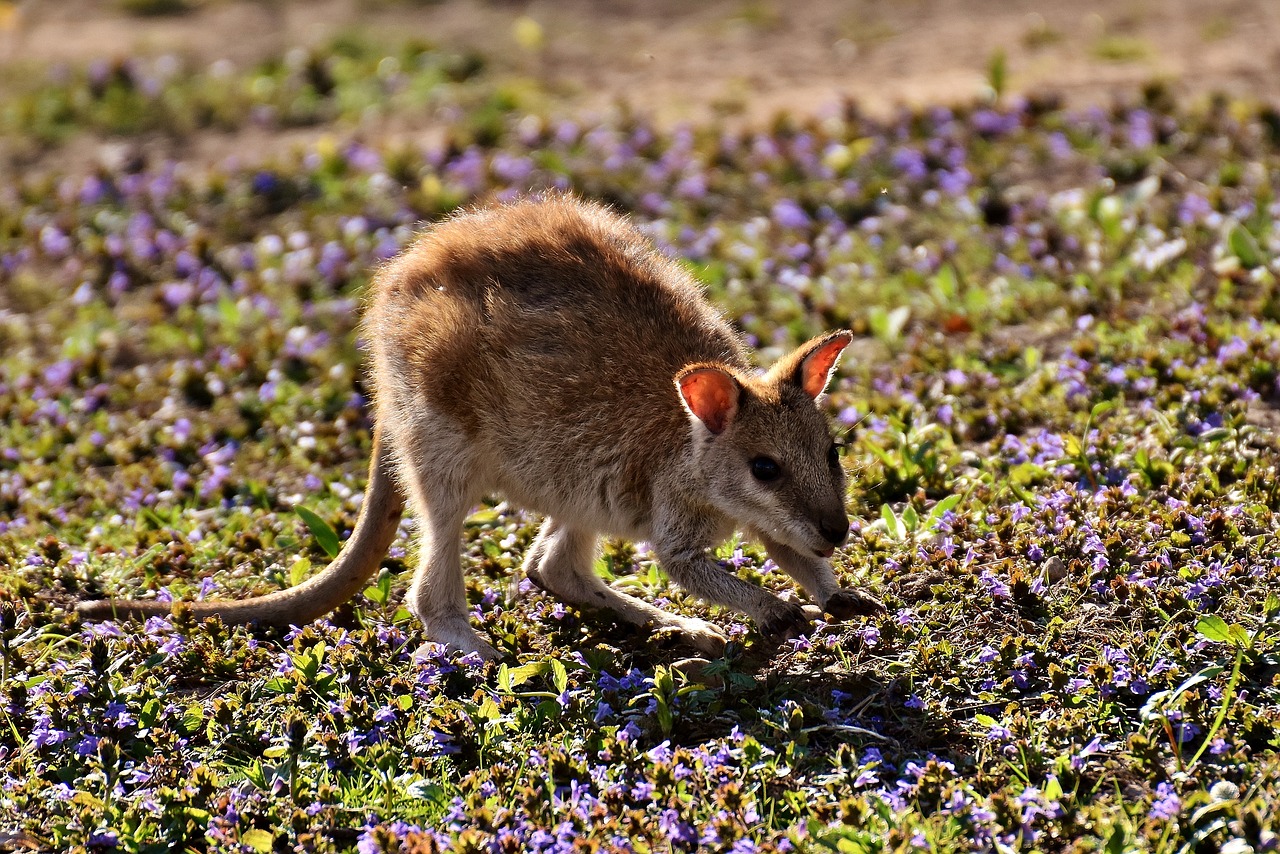 Image - kangaroo young animal wild animal