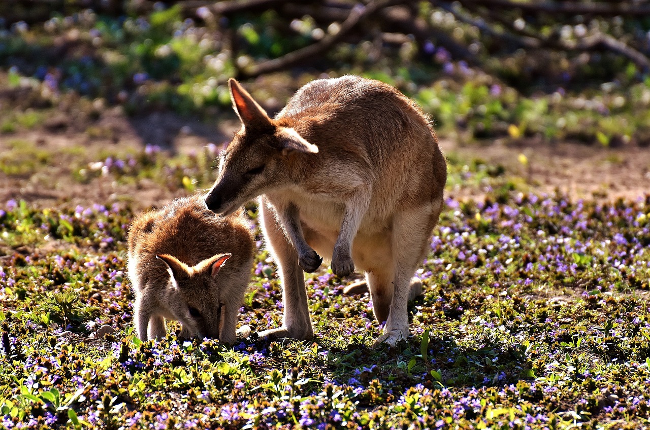 Image - kangaroo young animal mother