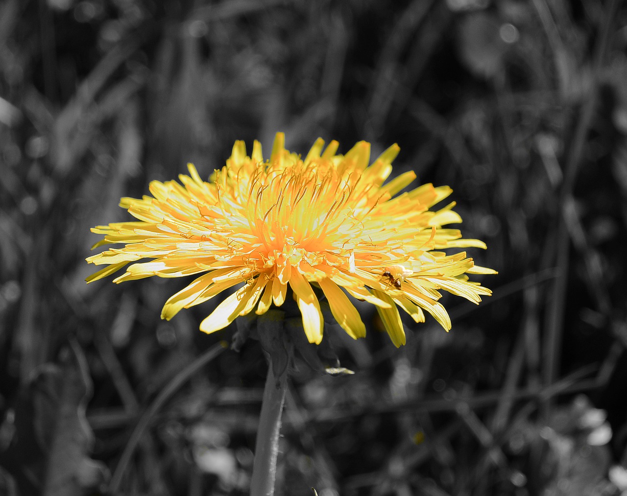 Image - dandelion tussilago farfara nature