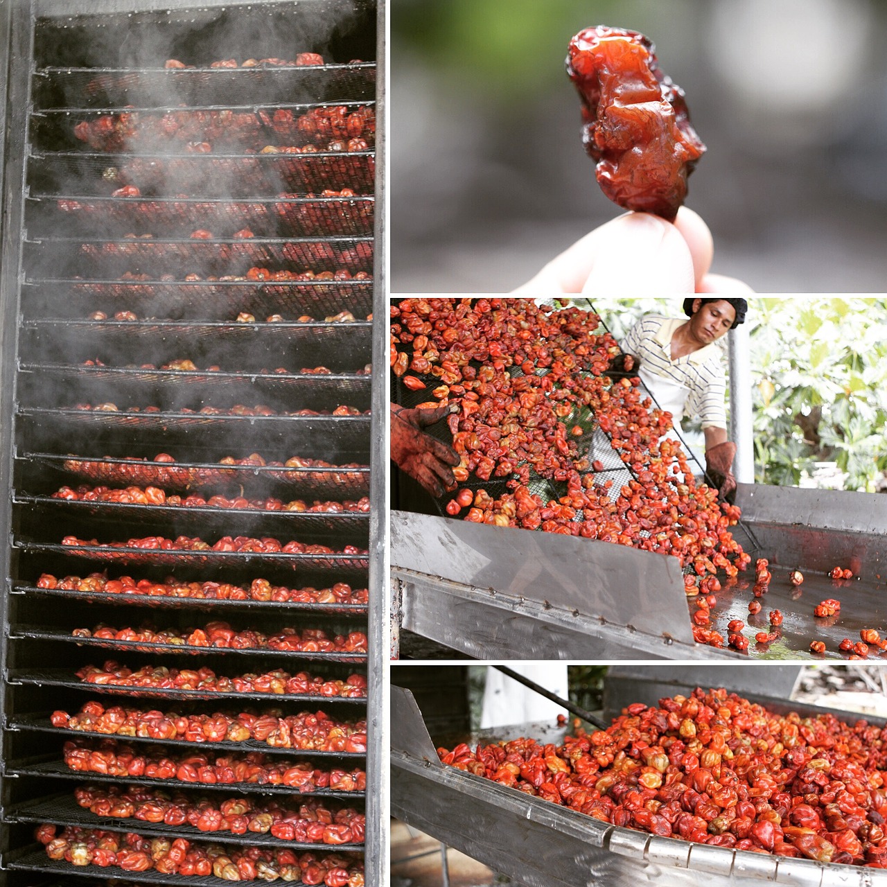 Image - belize red habanero marie sharp
