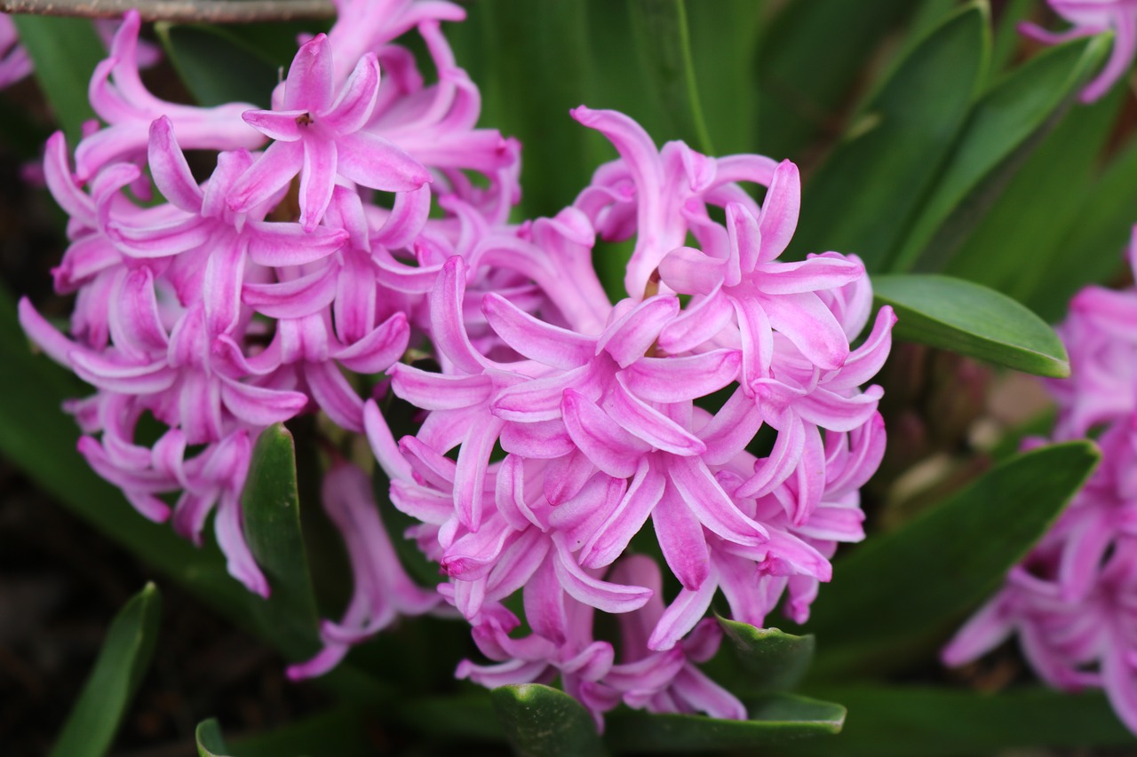 Image - easter lilac easter flowers