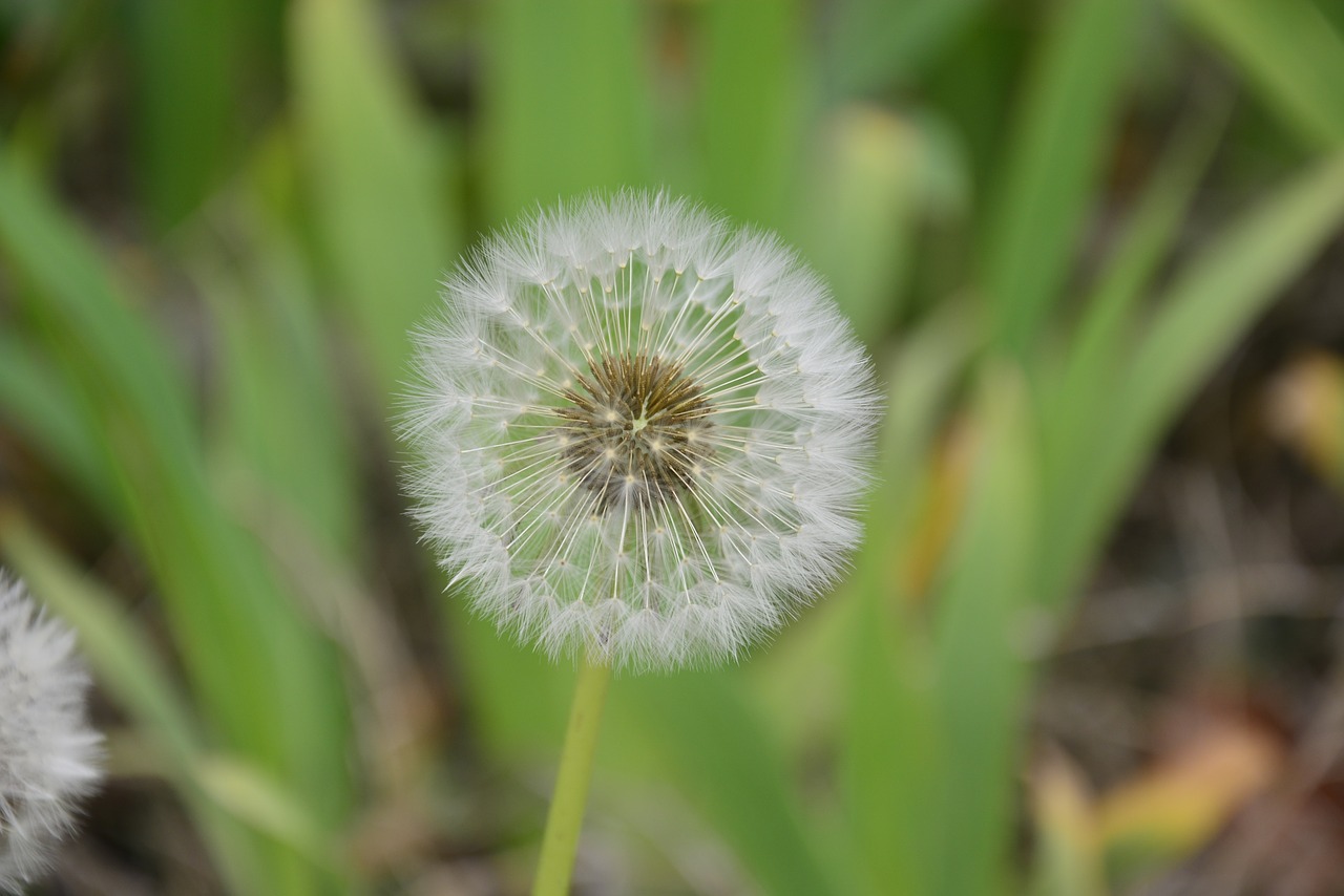 Image - dandelion spring chongming