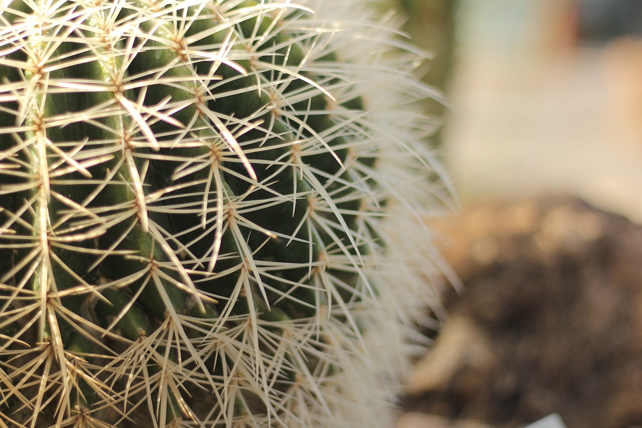 Image - cactus desert exotic plant