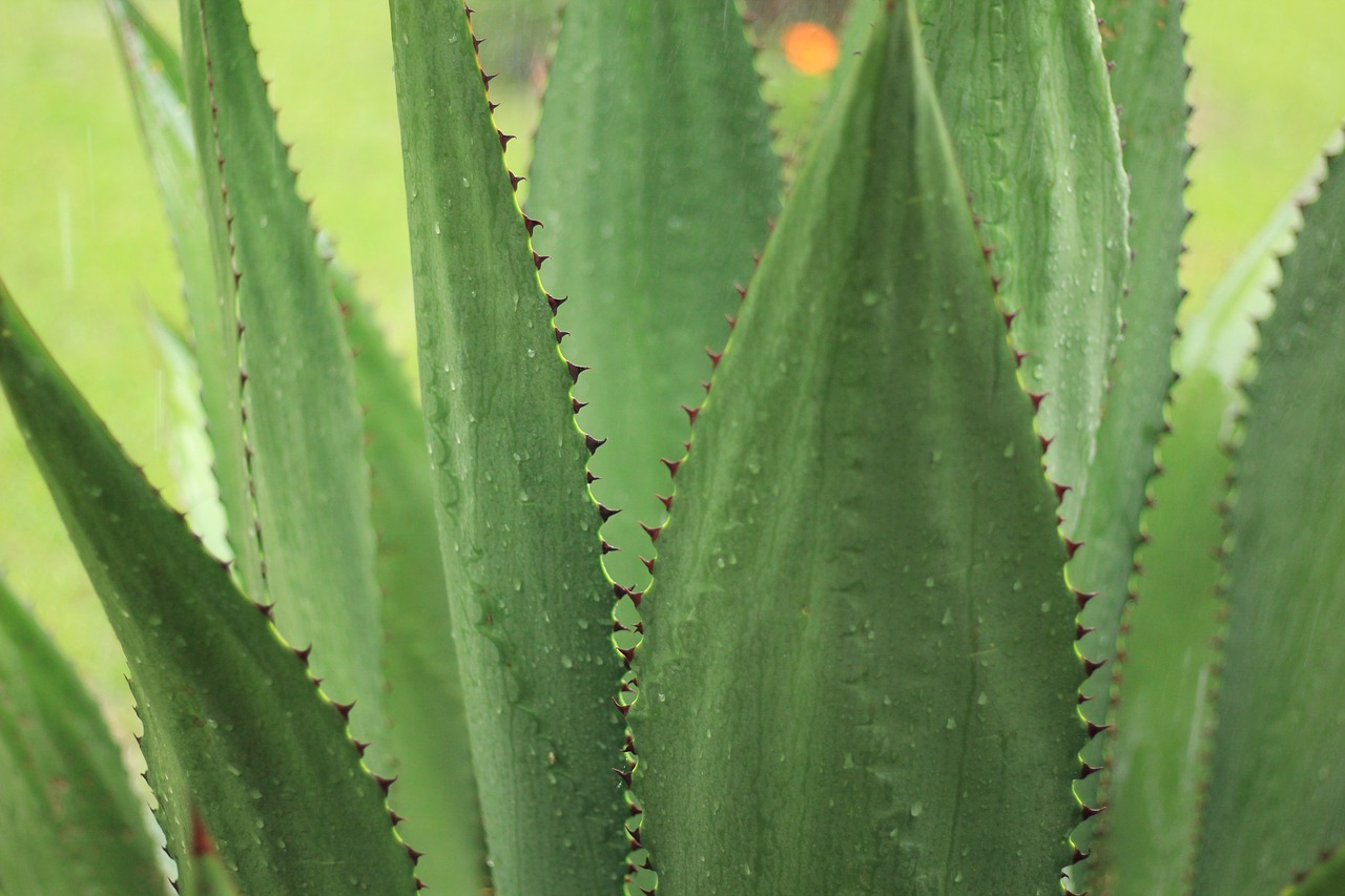 Image - agave outdoor nature plant green