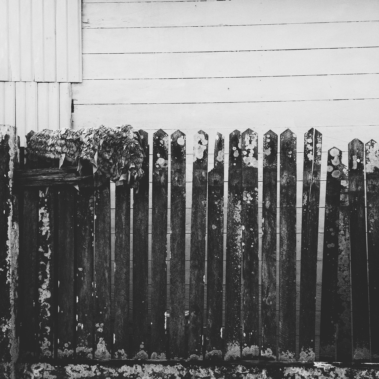 Image - rusty fence woods black and white