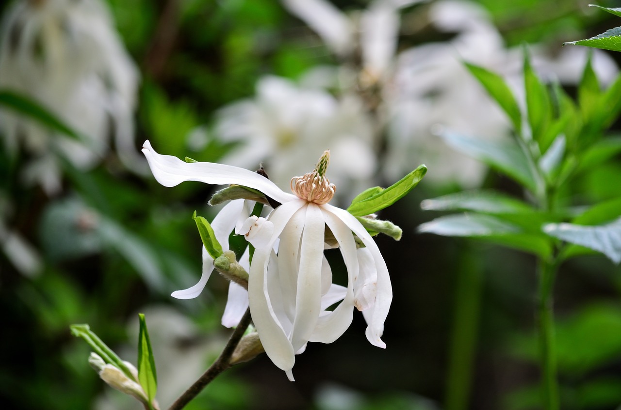 Image - magnolia magnolia star flower flora