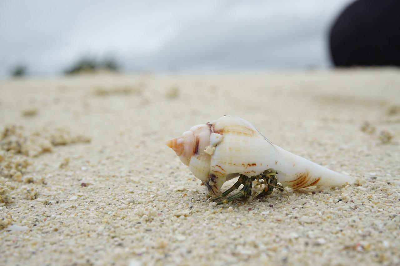 Image - beach crab cancer meeresbewohner