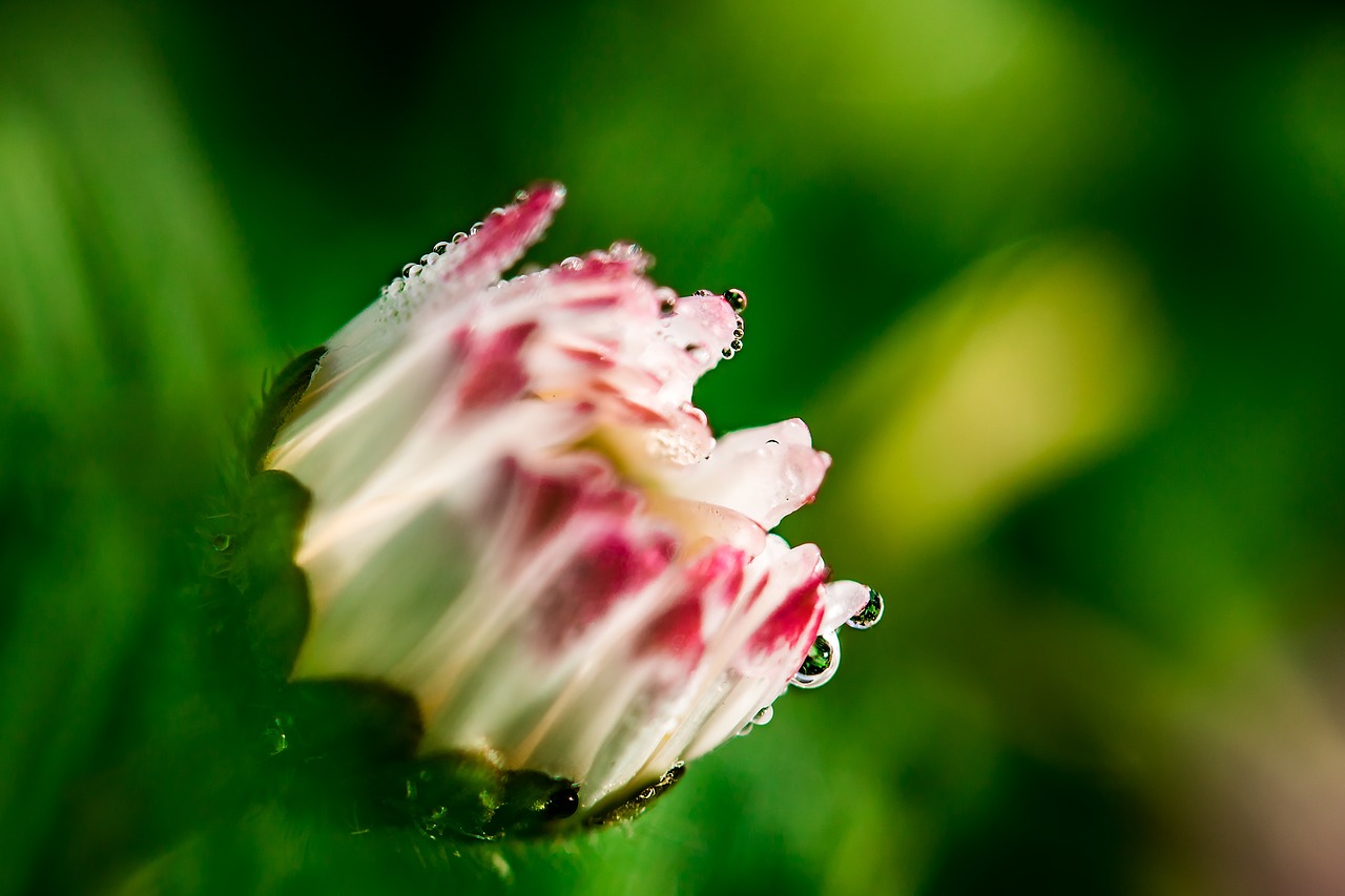 Image - drip dewdrop raindrop drop of water