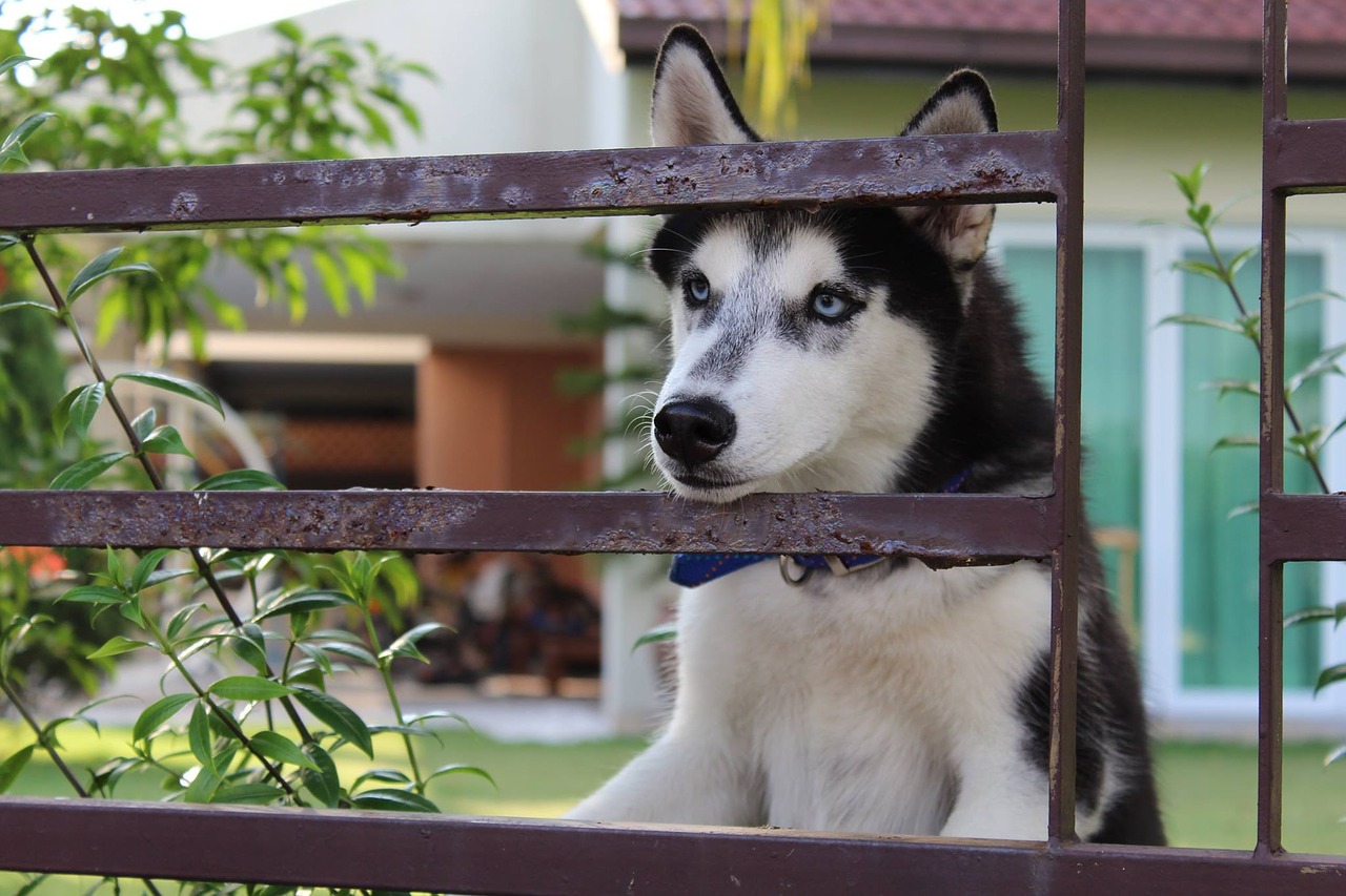 Image - dog husky beautiful pet animal