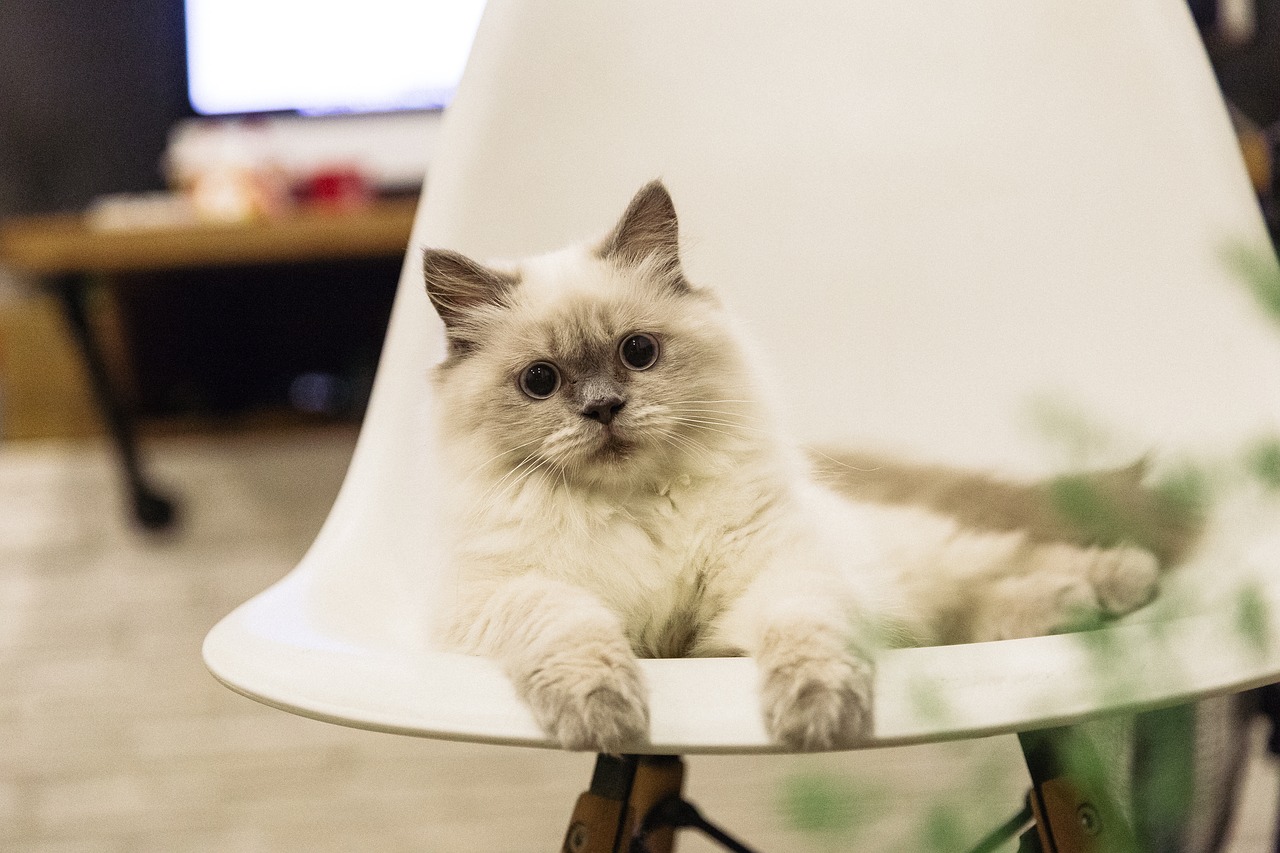 Image - cat pet kitty kitten ragdoll