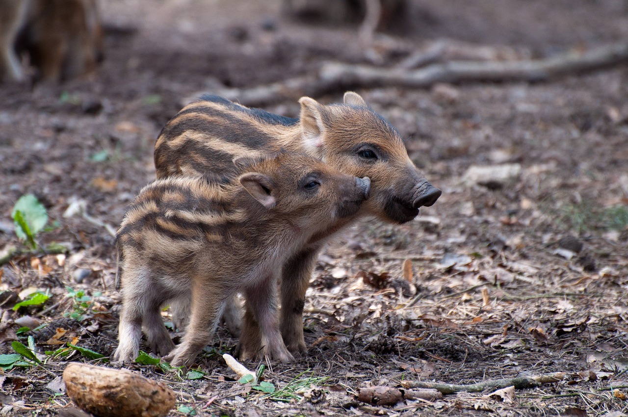 Image - little pig wild boars spring wild