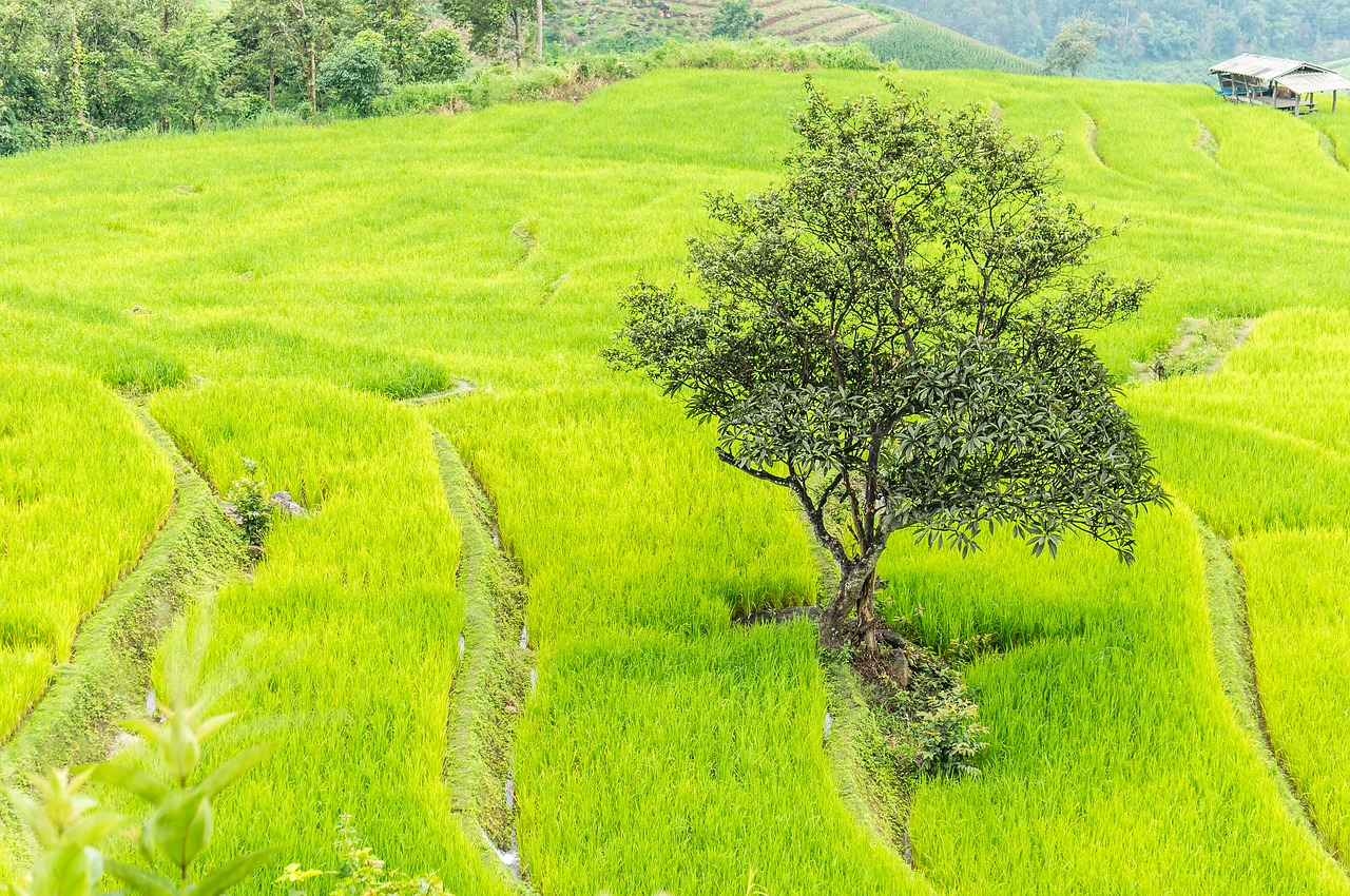 Image - rice field chiang mai thailand