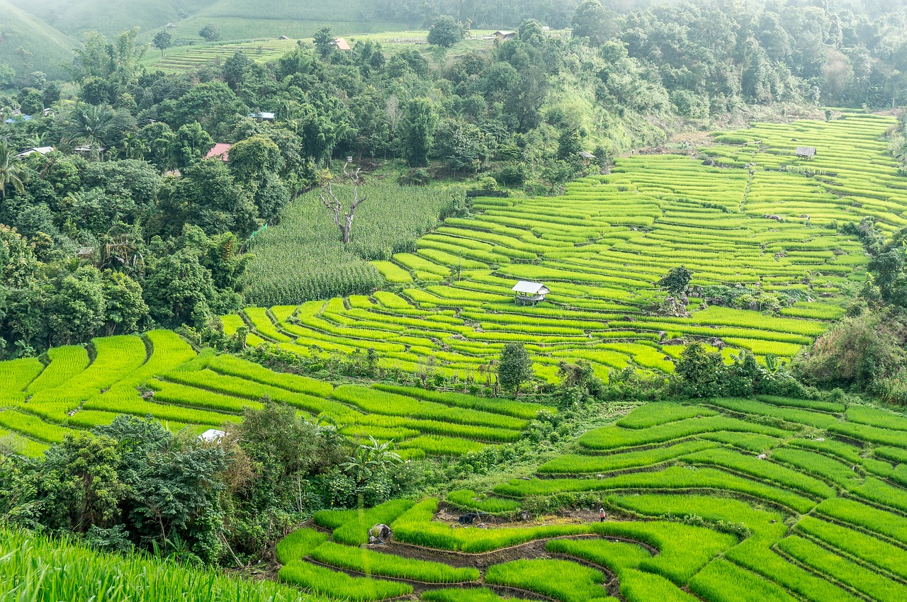 Image - rice terraces thailand chiang mai