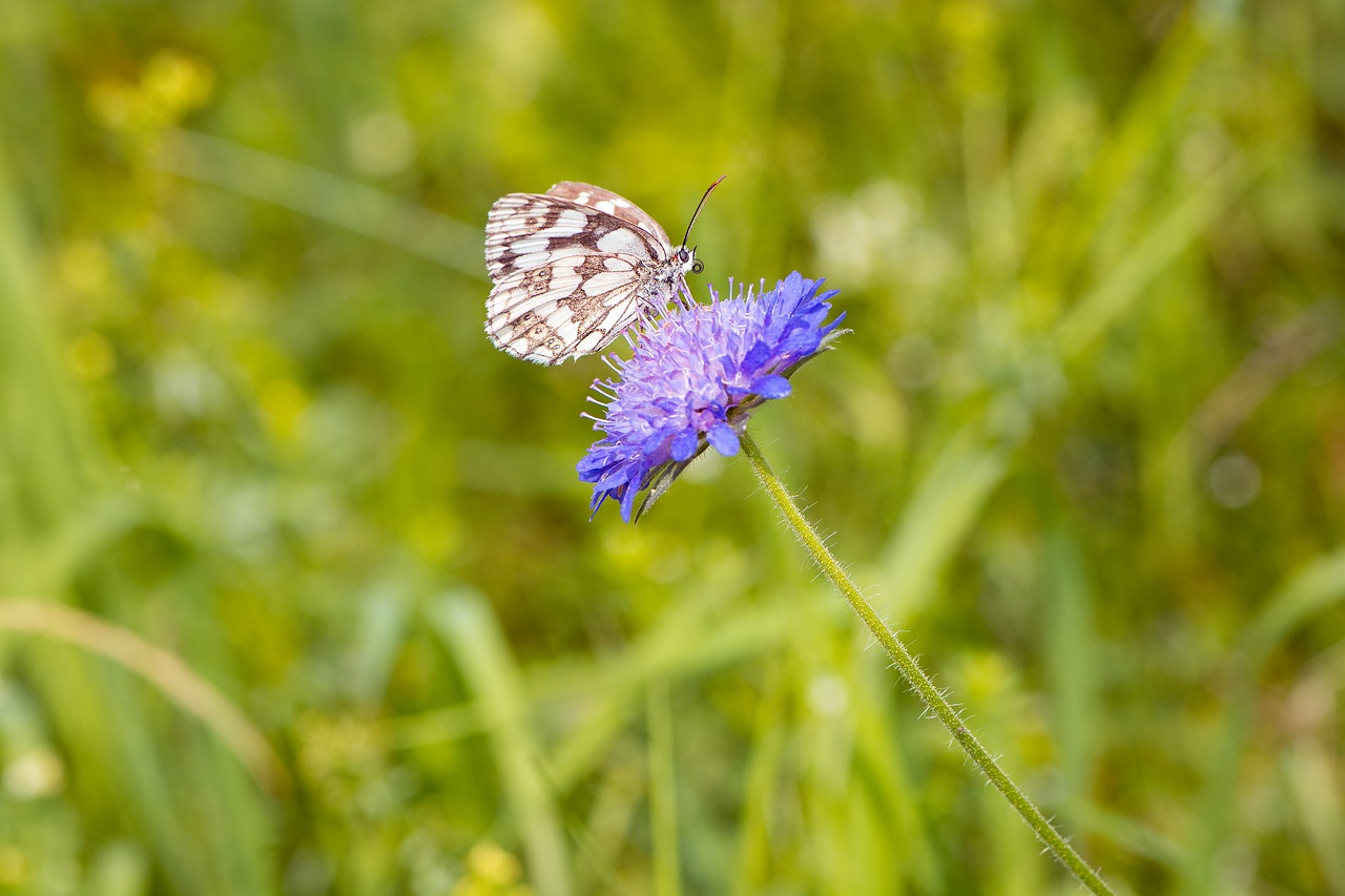 Image - butterfly chessboard butterfly