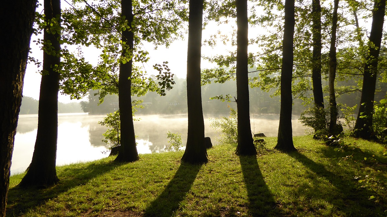 Image - light shadow shadow play forest