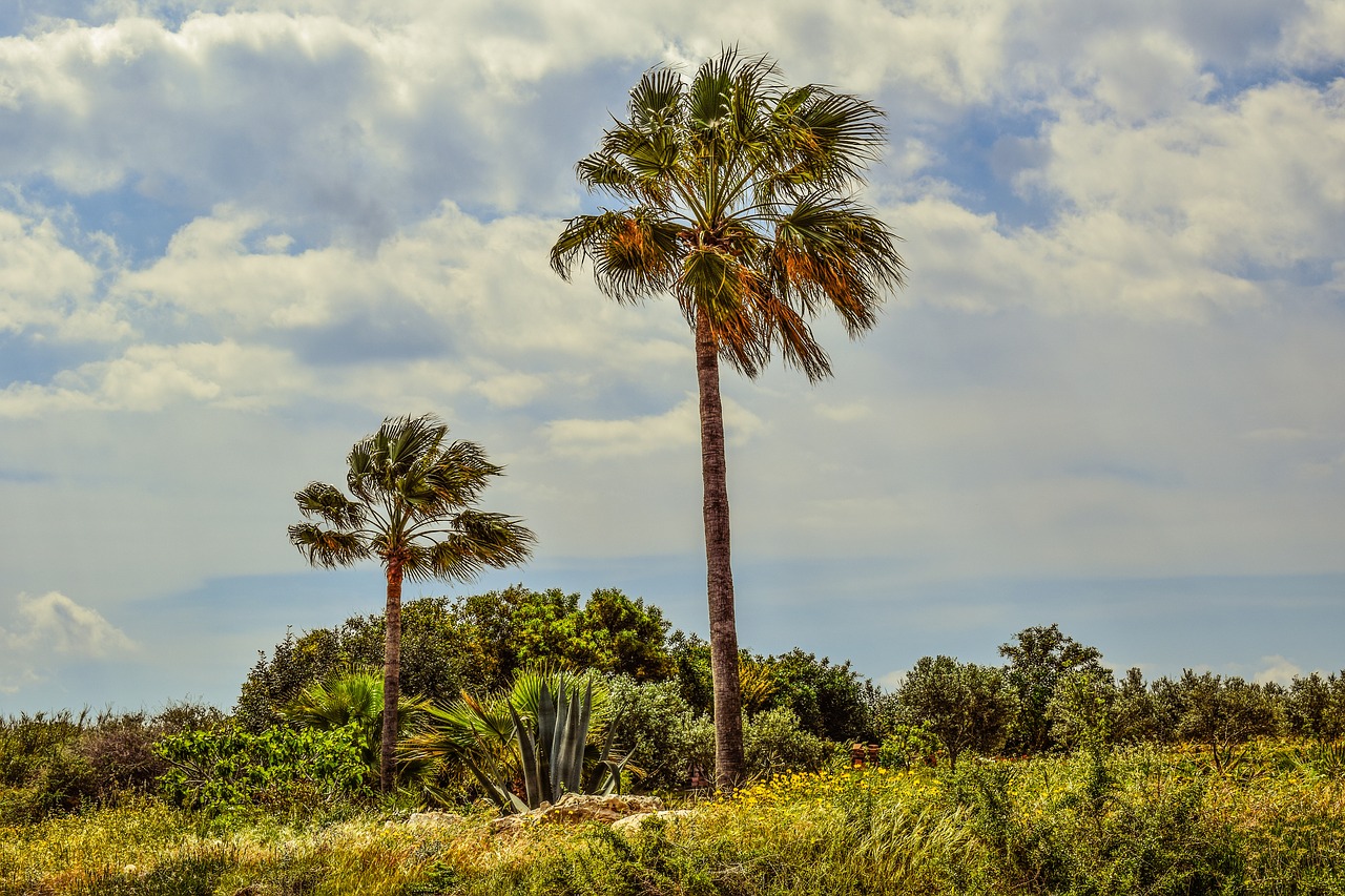 Image - palm tree garden nature landscape