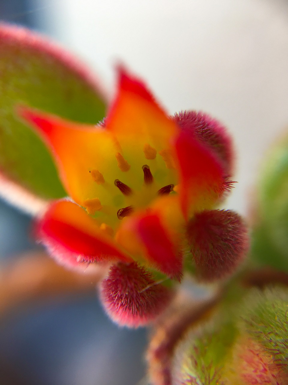 Image - flower flowers succulent plant