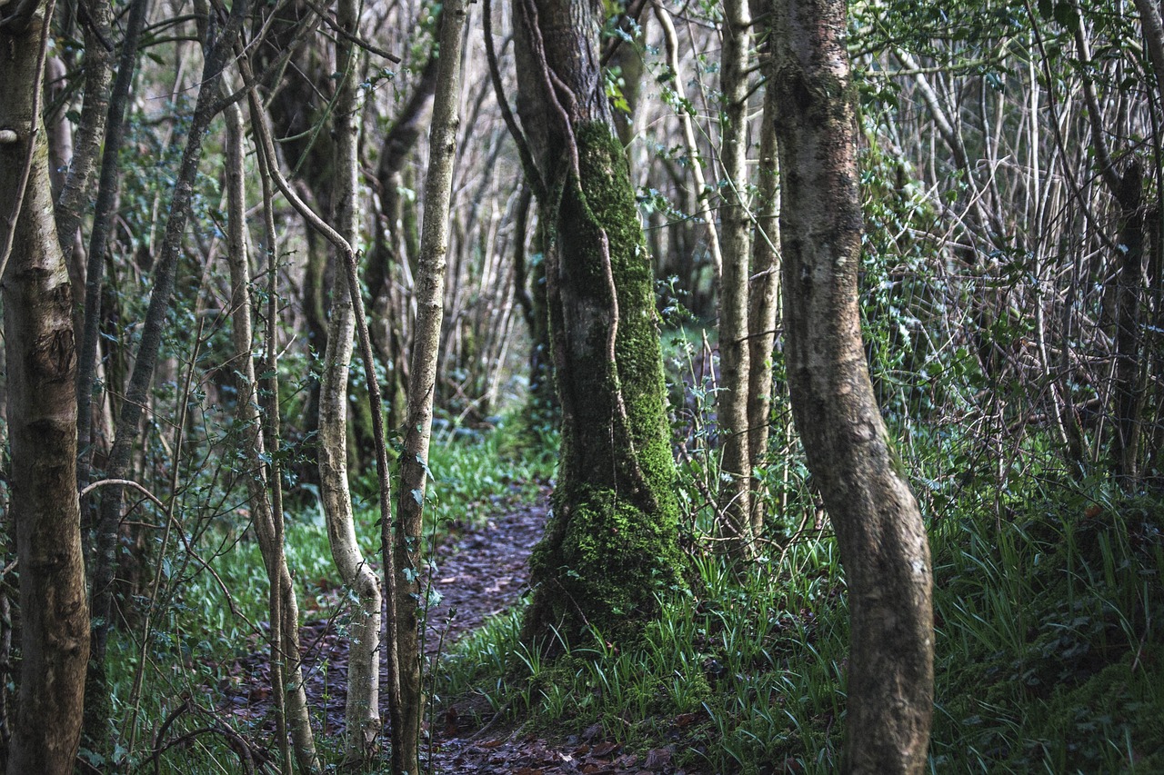Image - wood forest trees light summer