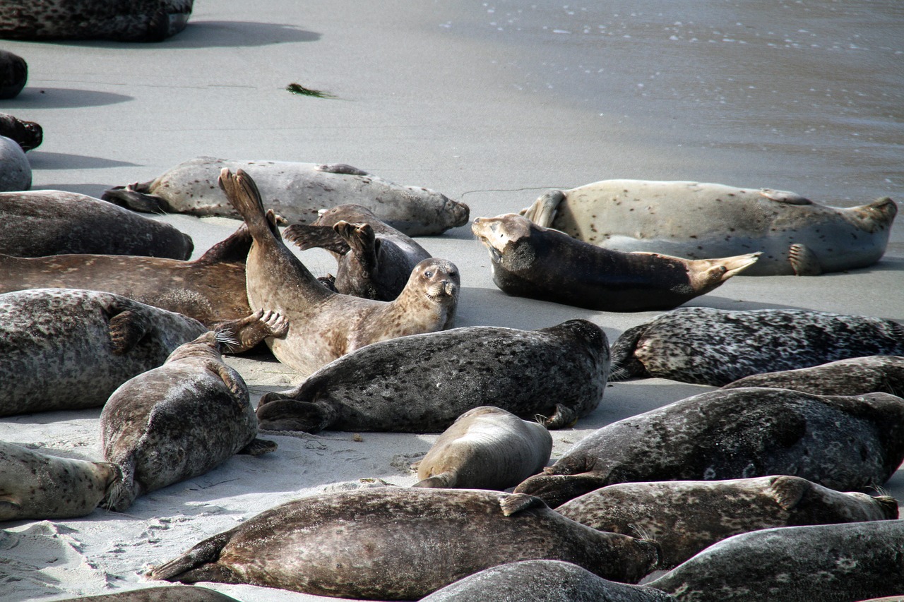 Image - sea lions san diego la jolla animal