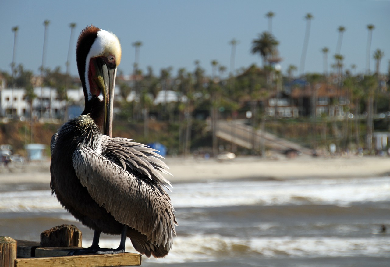 Image - pelican san diego pier california