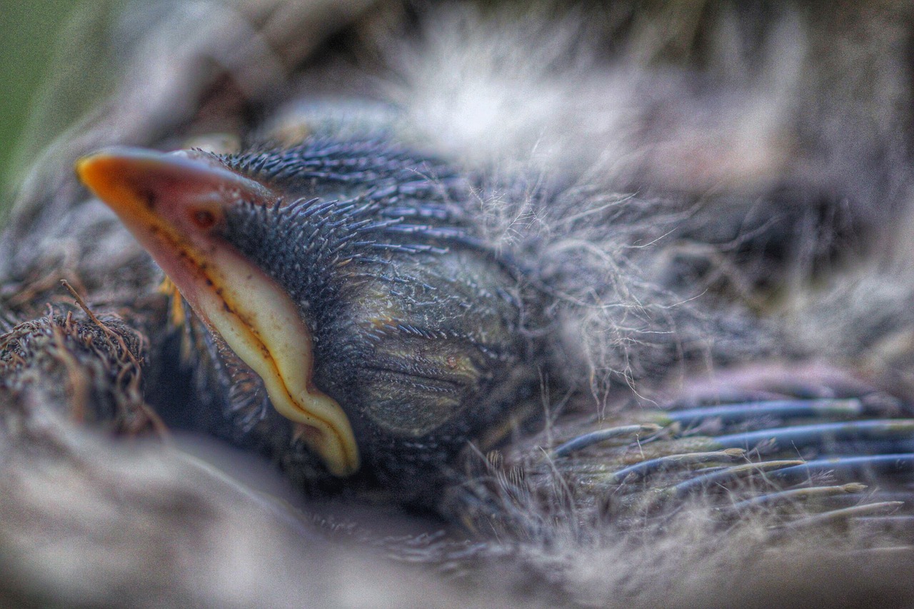Image - babybird bird baby wildlife nature