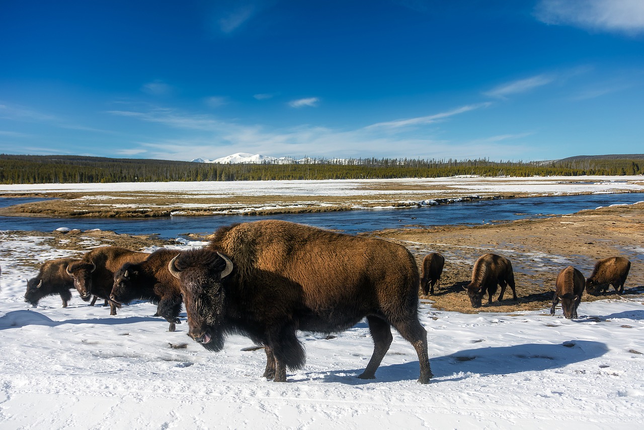 Image - yellowstone national park travel