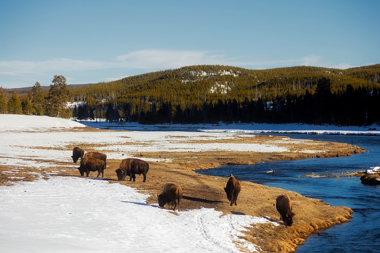 Image - yellowstone national park travel