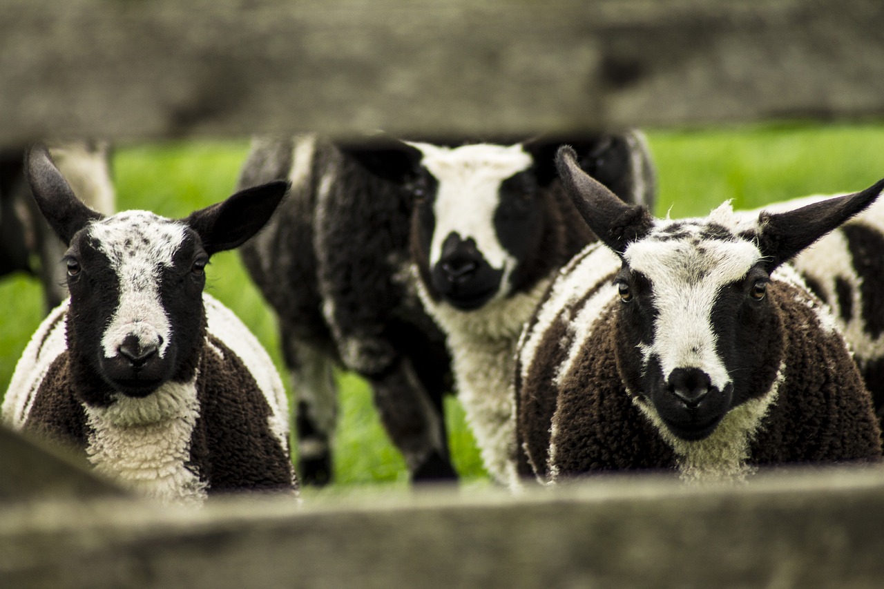 Image - sheep lamb pasture fence spring