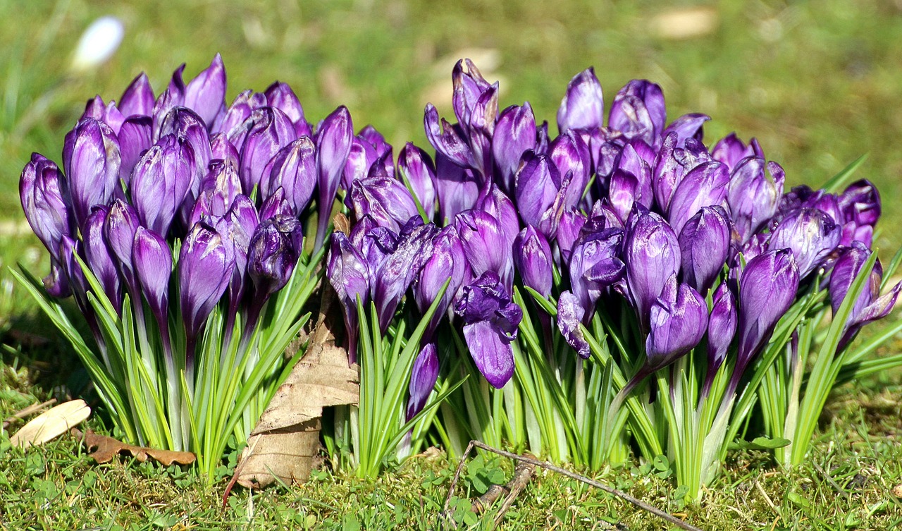 Image - crocus iridaceae ornamental plants