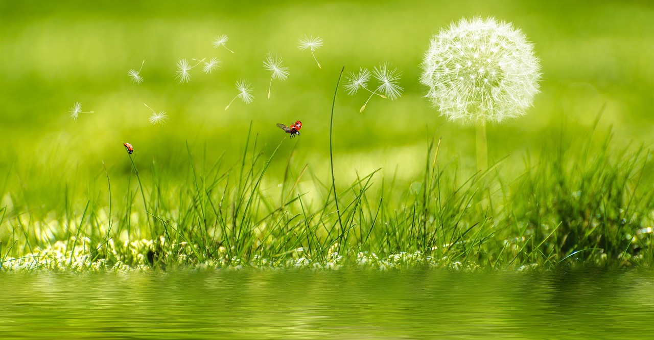 Image - meadow dandelion ladybug flower