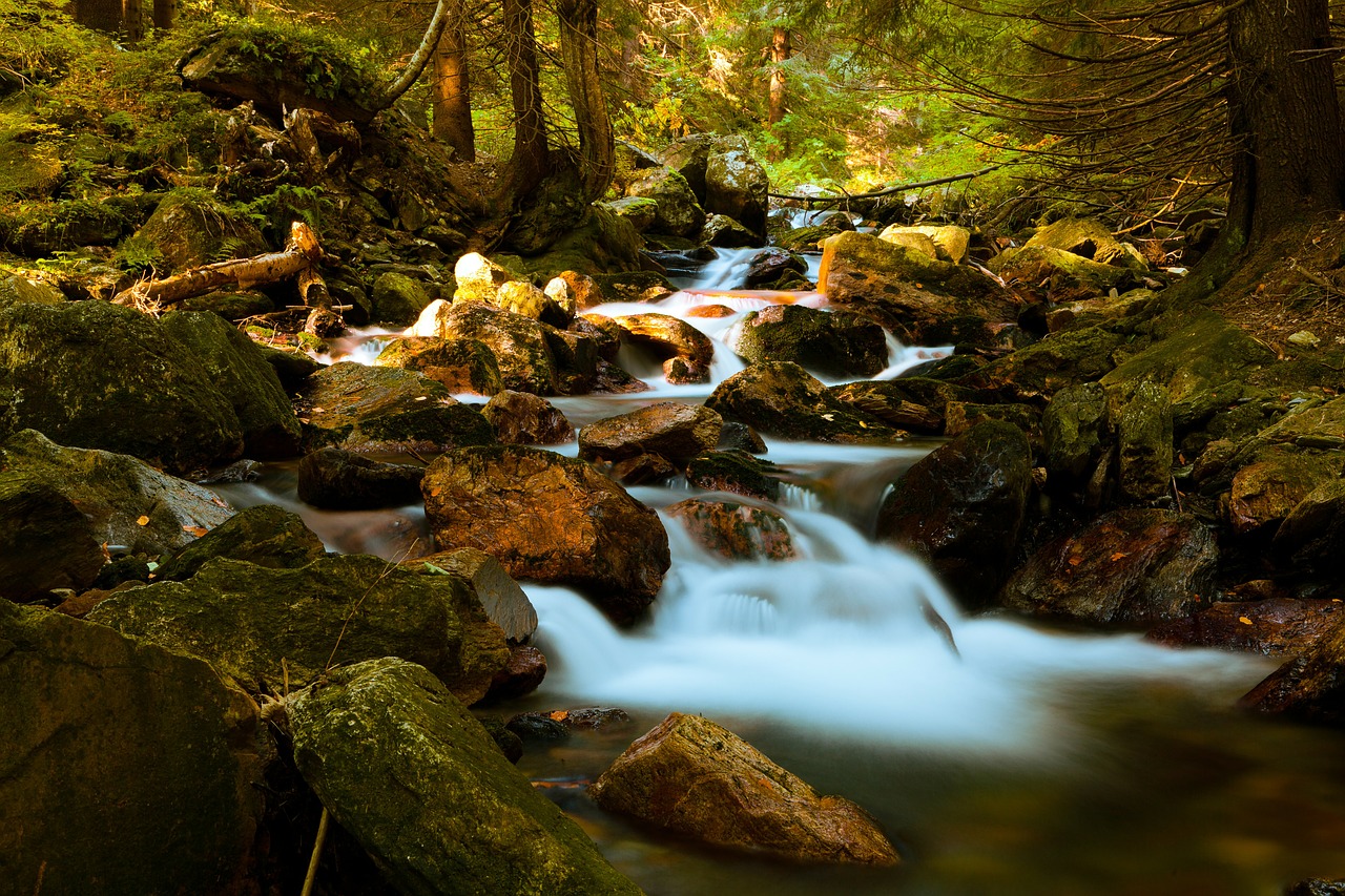 Image - autumn beautiful warm fall forest