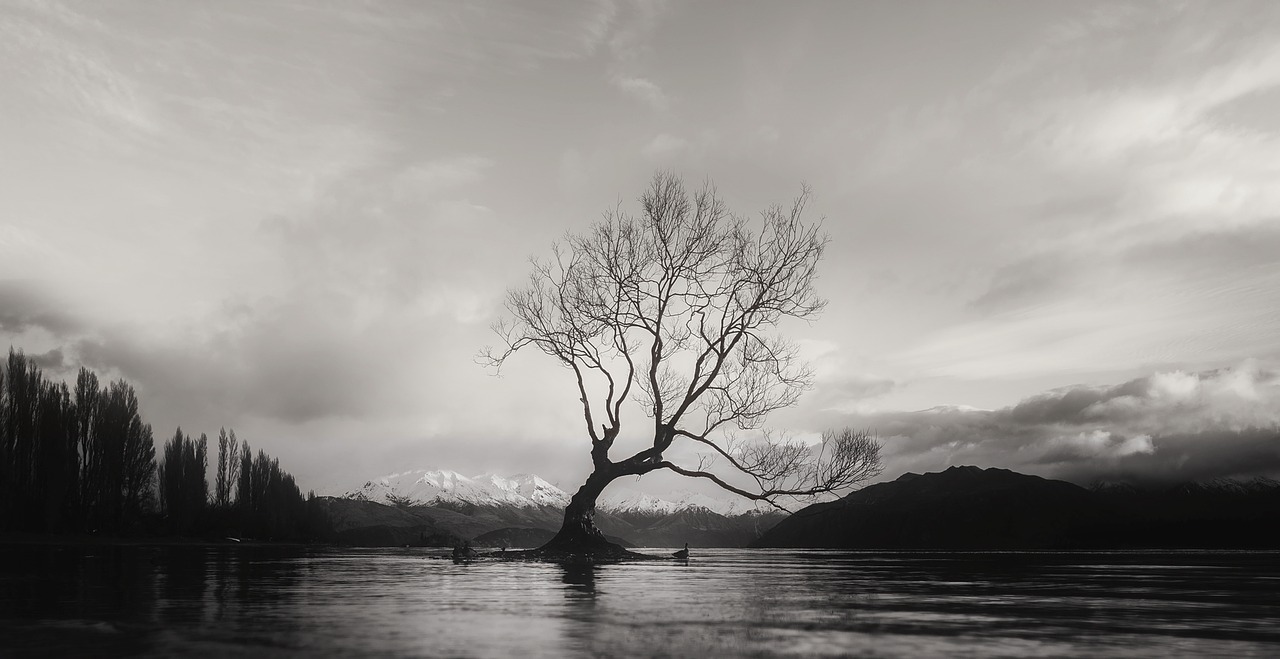 Image - black and white wanaka tree