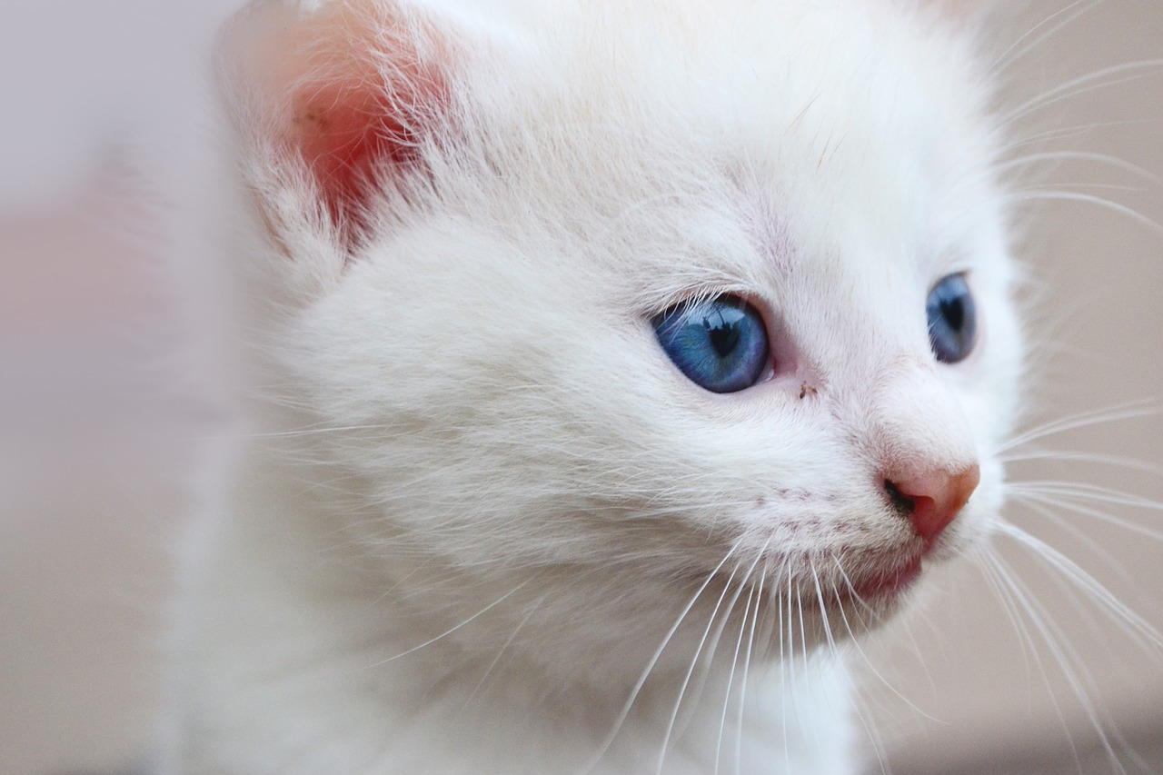 Image - cat blue eyes animal eyes fur