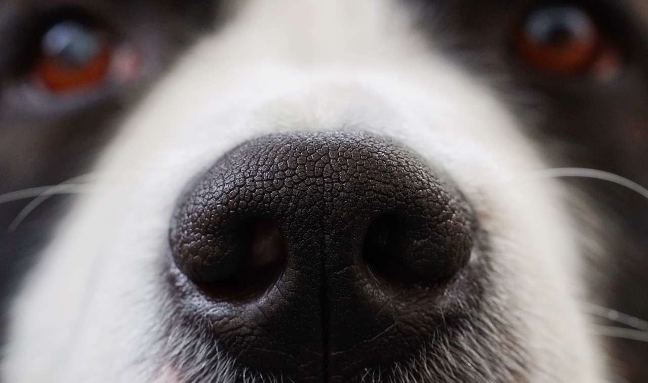 Image - dog nose snout animal head eyes