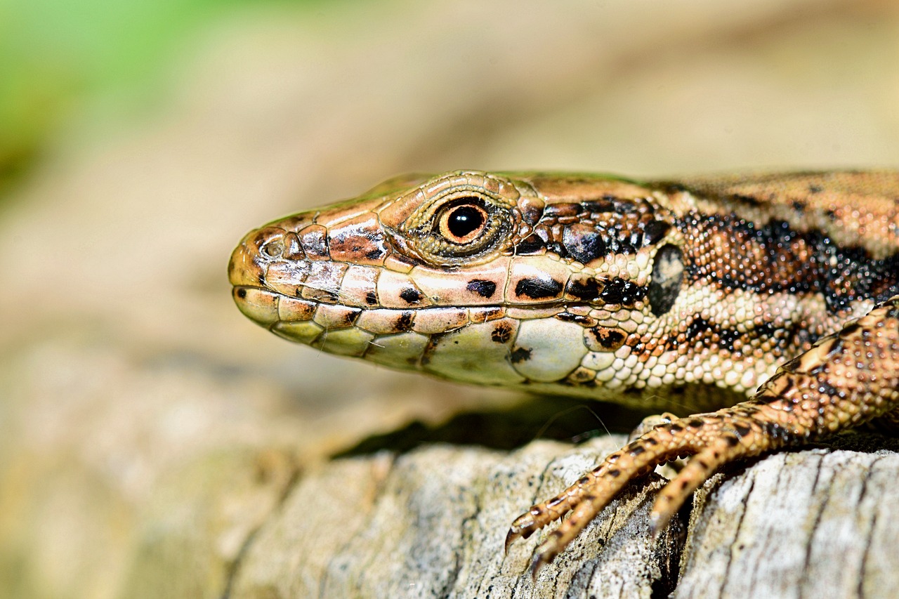 Image - nature lizard macro