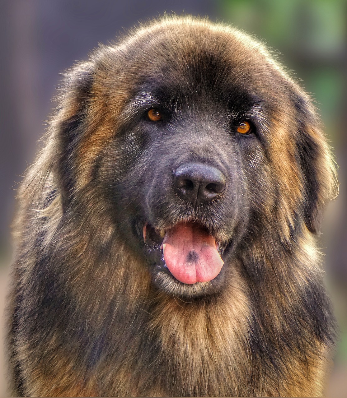 Image - dog animal leonberger friend