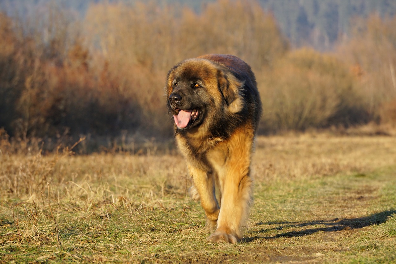 Image - leonberger dog animals