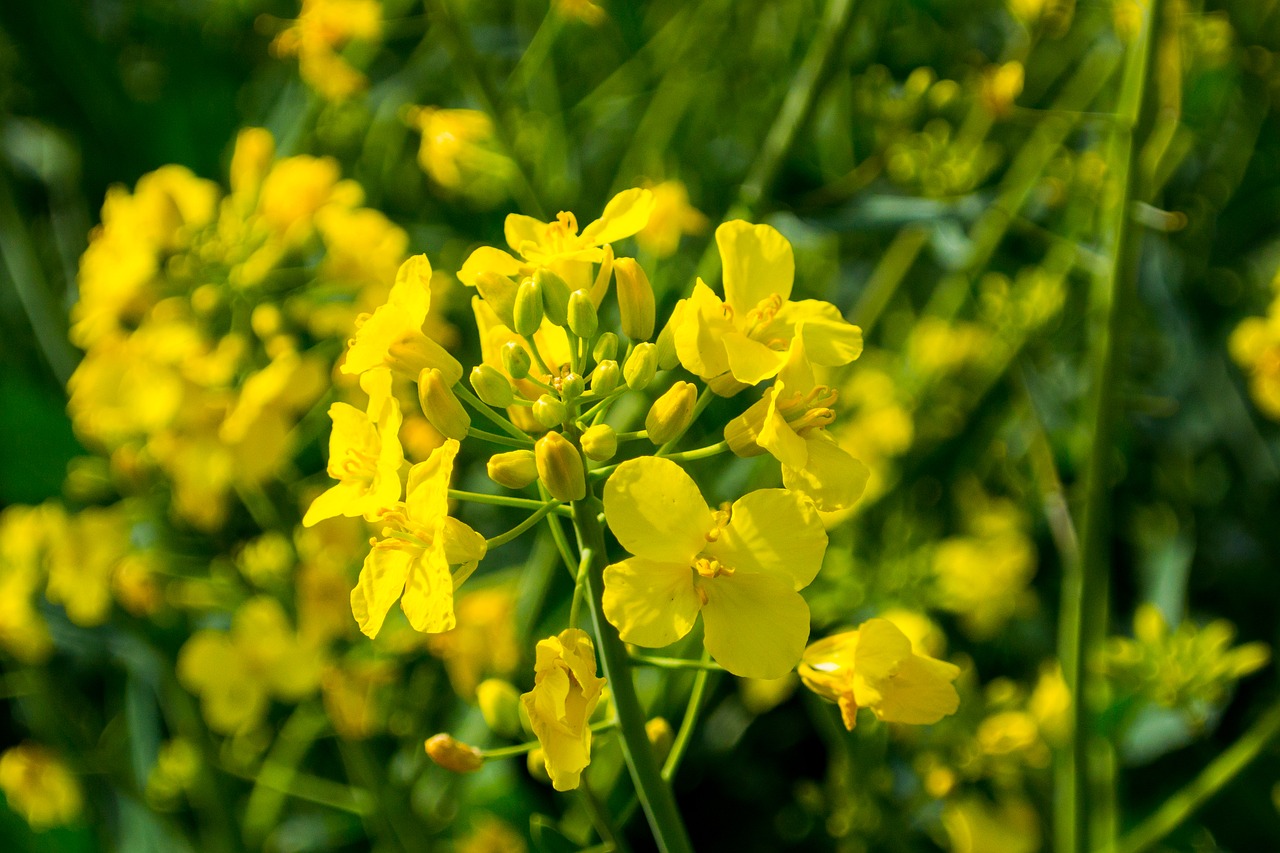 Image - oilseed rape field of rapeseeds