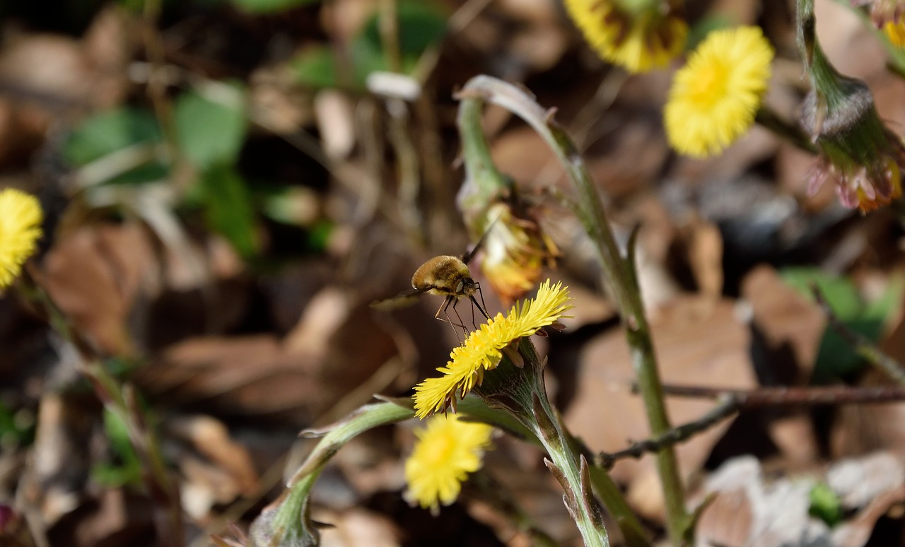 Image - forest dandelion blossom bloom
