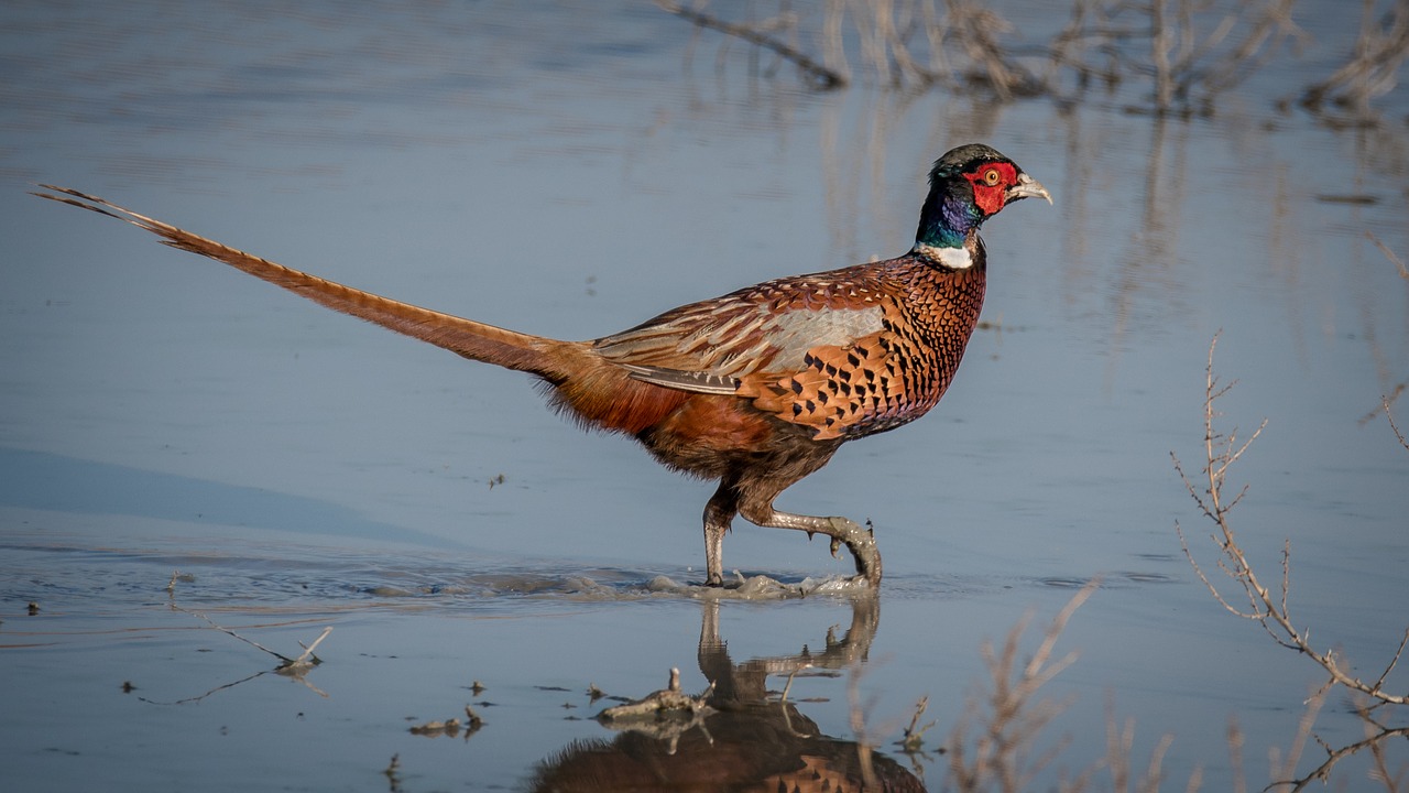 Image - pheasant bird large nature beak