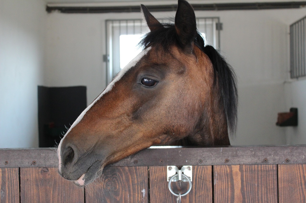 Image - the horse stable mare sport horse