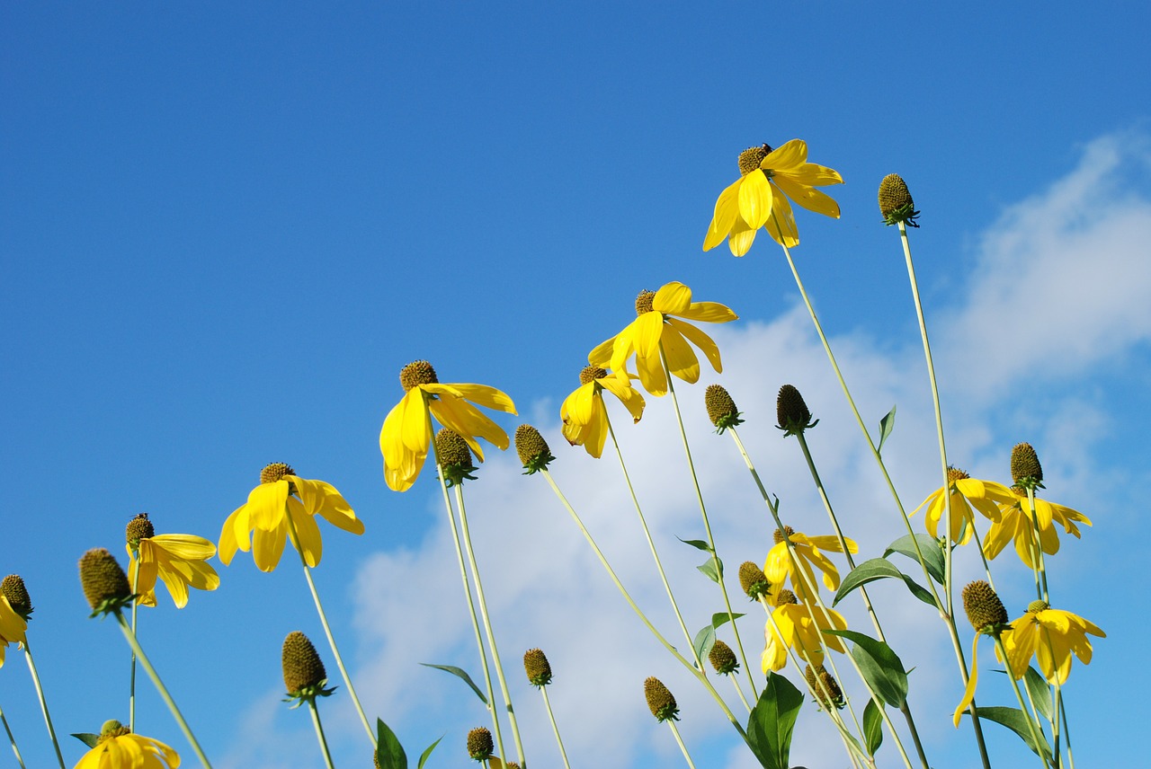 Image - flower yellow sunlight sky clouds