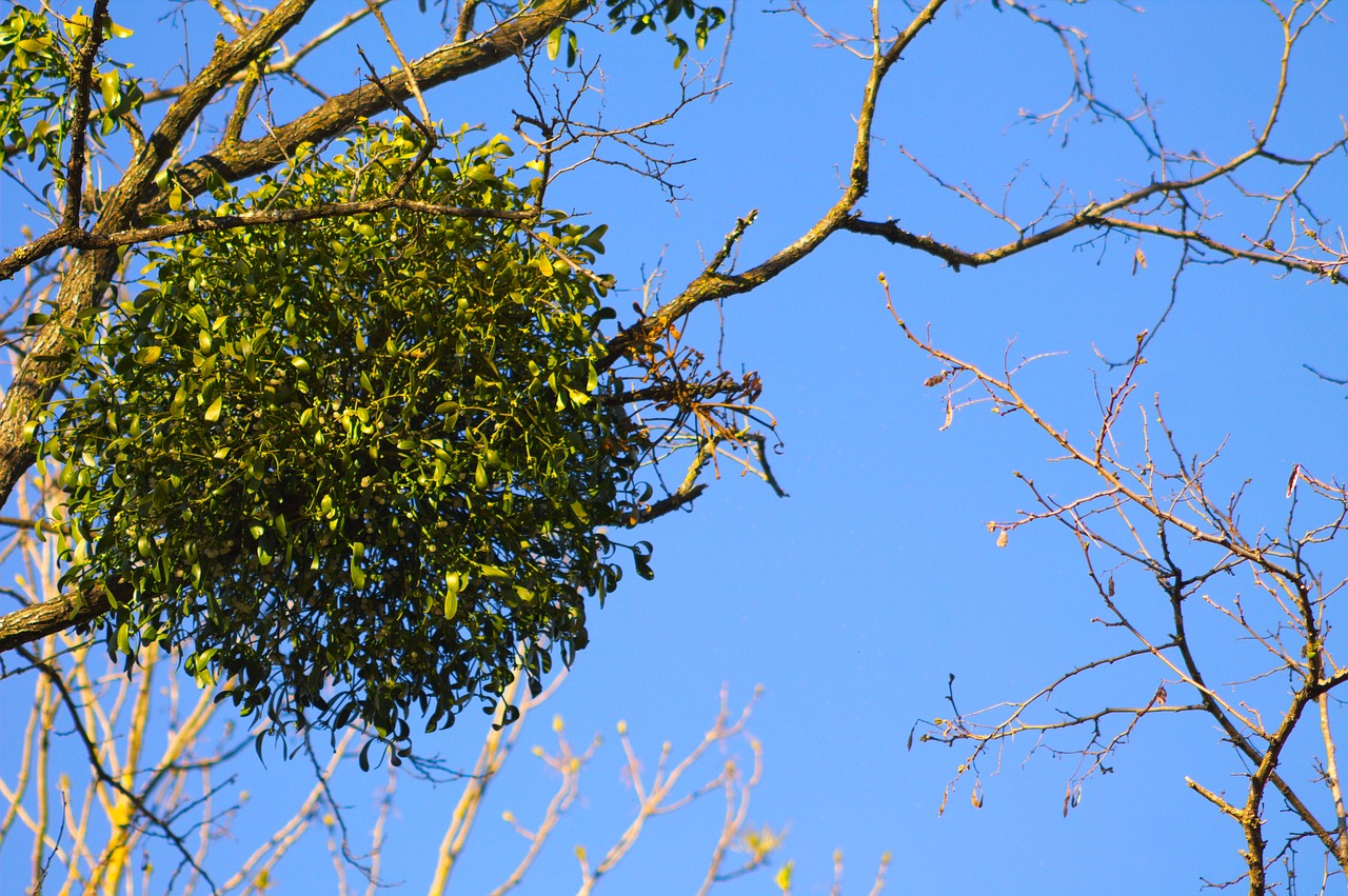 Image - gui nature tree parasite leaves