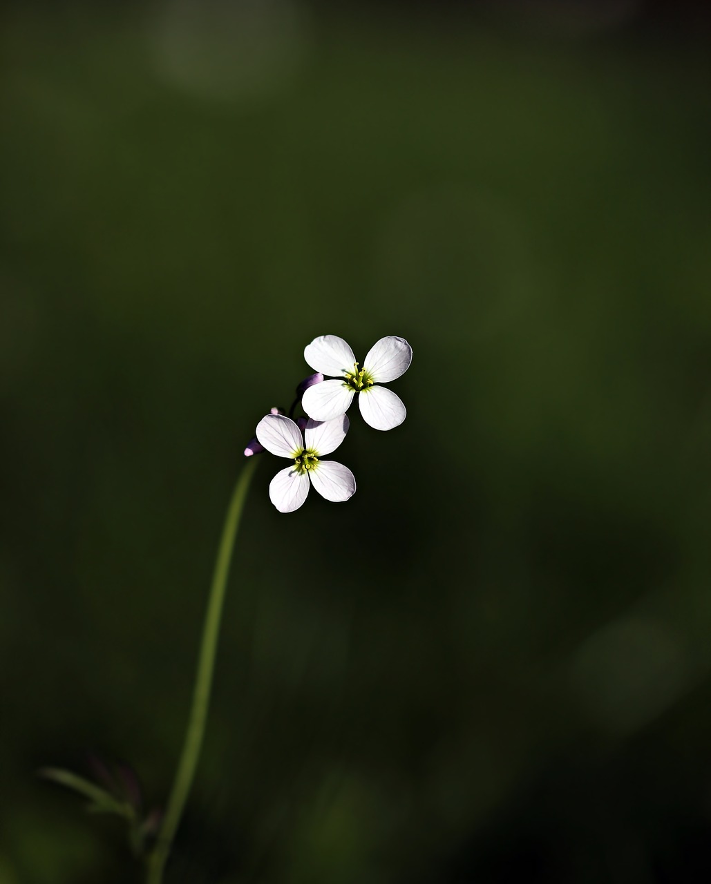 Image - wild flower pointed flower flower