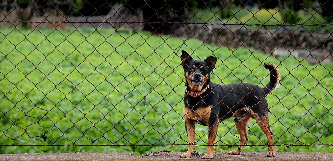 Image - dog imprisoned guard fence